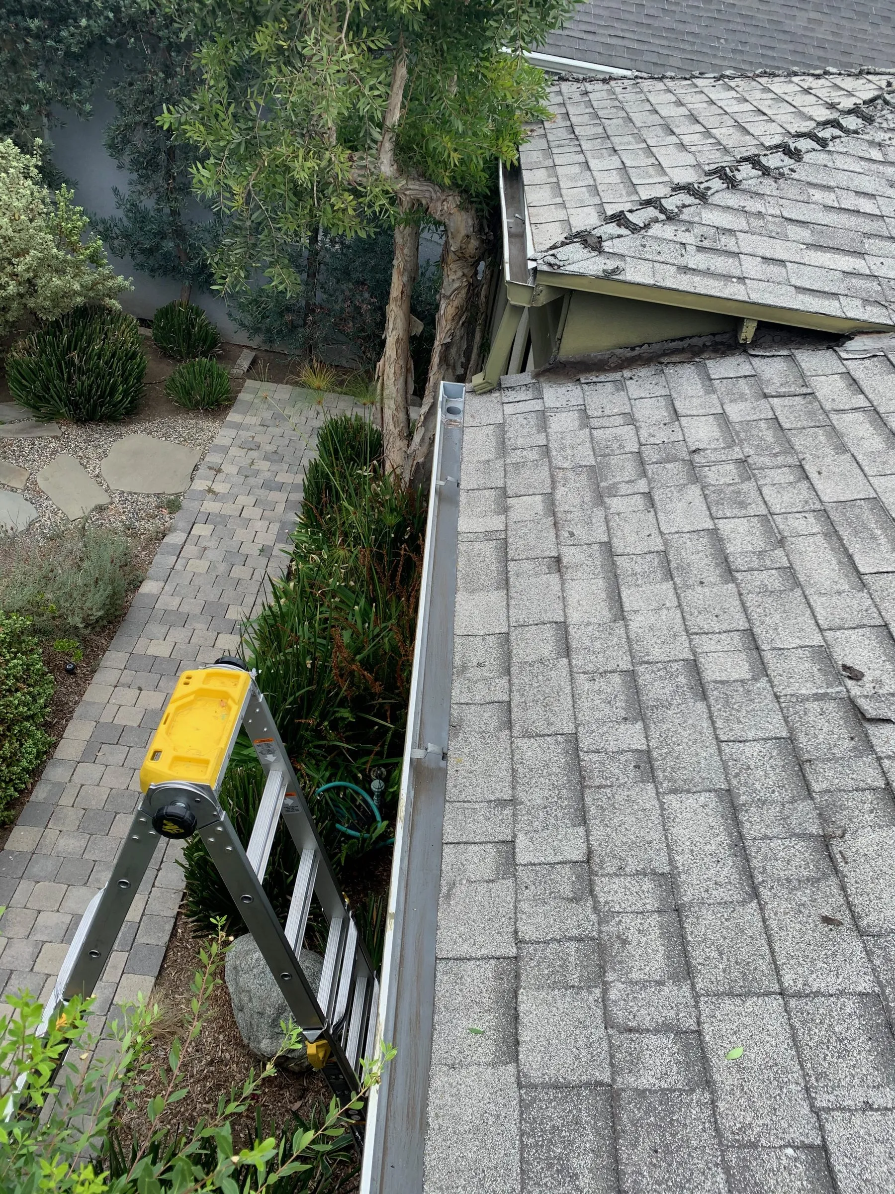 Looking down a freshly cleared gutter on a shingle roof, ladder and garden below